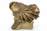 Jurassic Oyster (Lopha) Fossil - Germany #383617-2